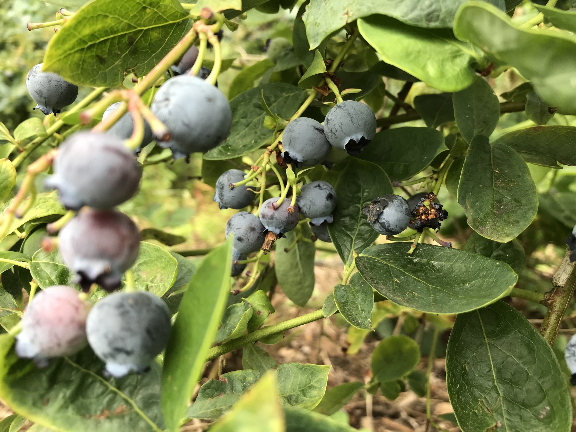 Blueberries - Nature’s Superfruit! · Essington Farm