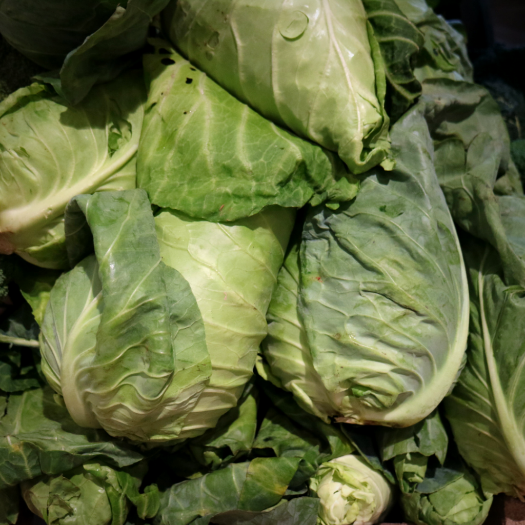 hispi-cabbage-each-essington-farm